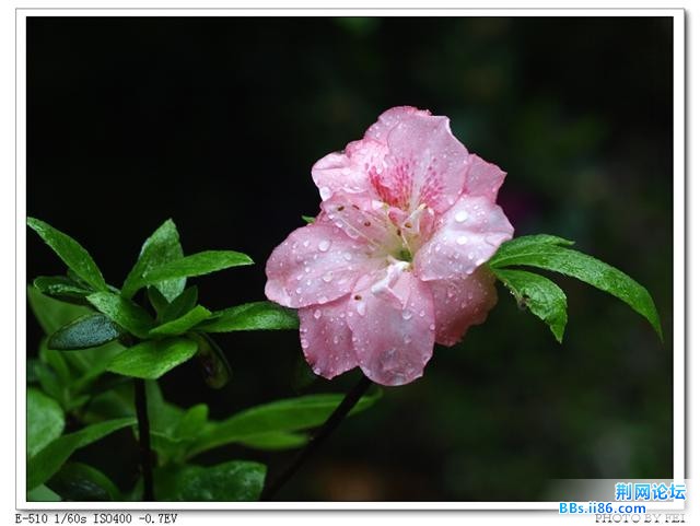 杜鹃花.jpg