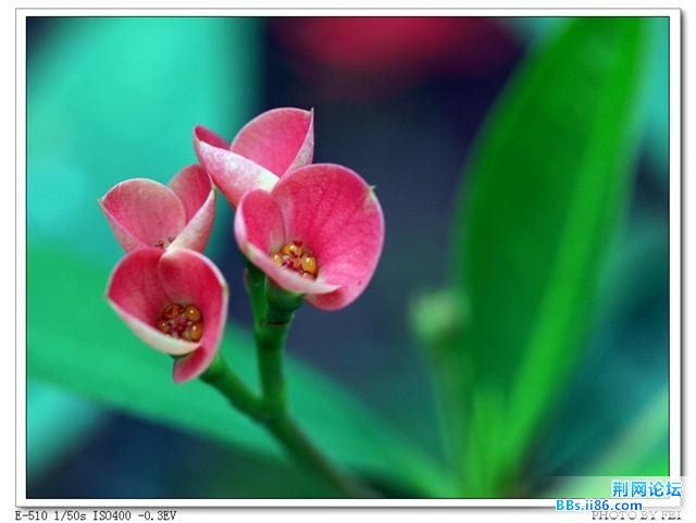 杜鹃花3.jpg