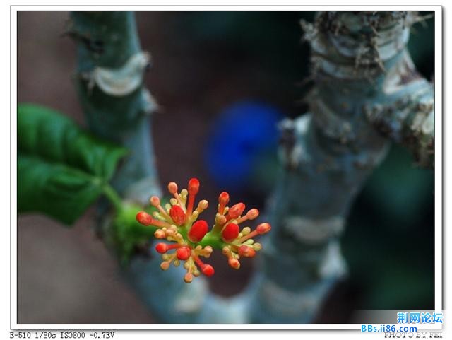 杜鹃花4.jpg