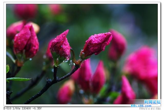 杜鹃花1.jpg