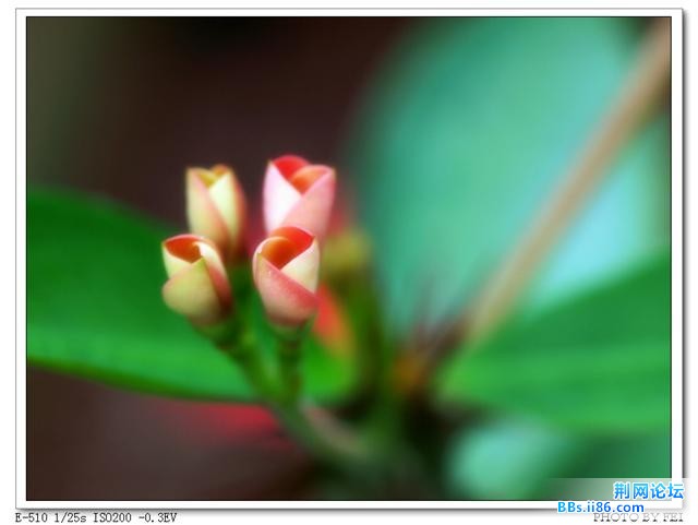 杜鹃花2.jpg