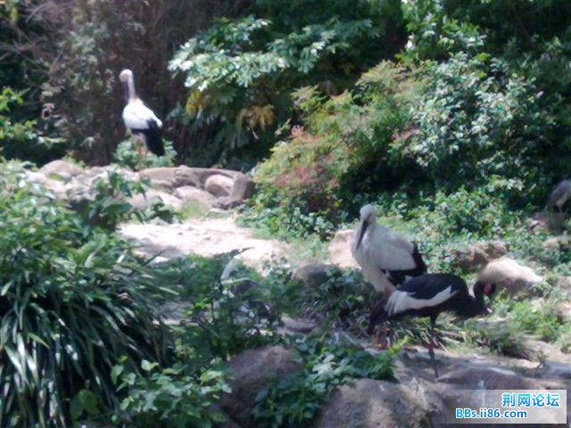 20090501500 (中等).jpg