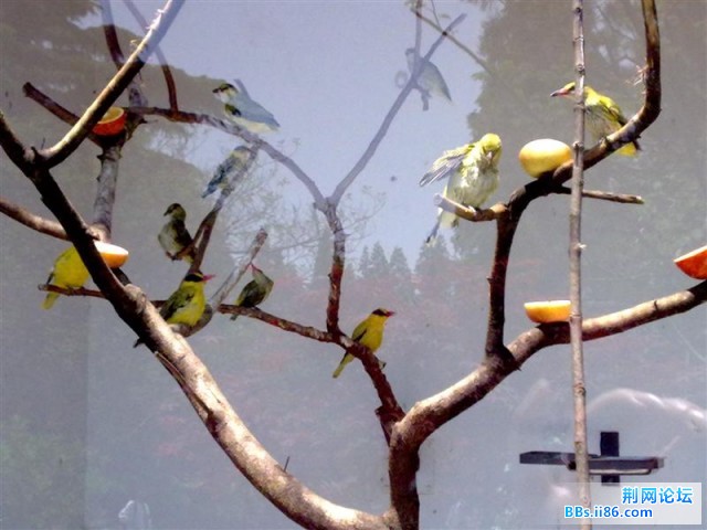 20090501518 (中等).jpg
