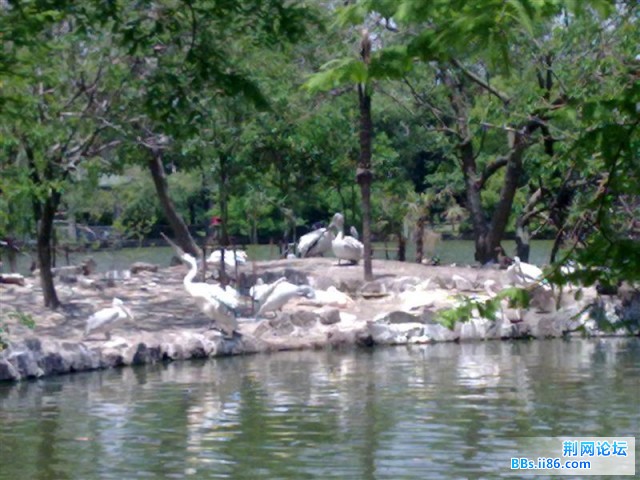20090501487 (中等).jpg