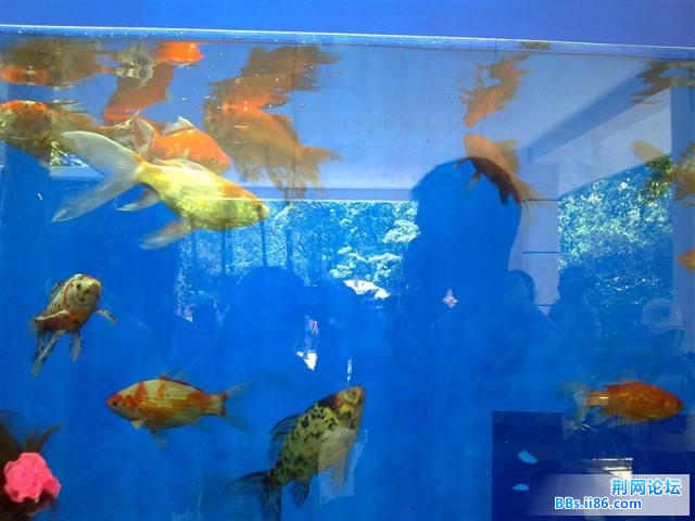 20090501476 (中等).jpg