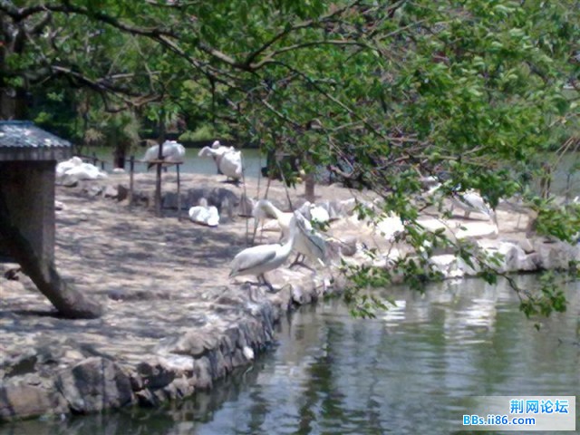 20090501493 (中等).jpg