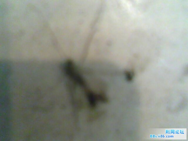 IMG0351A.jpg