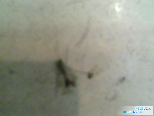 IMG0352A.jpg