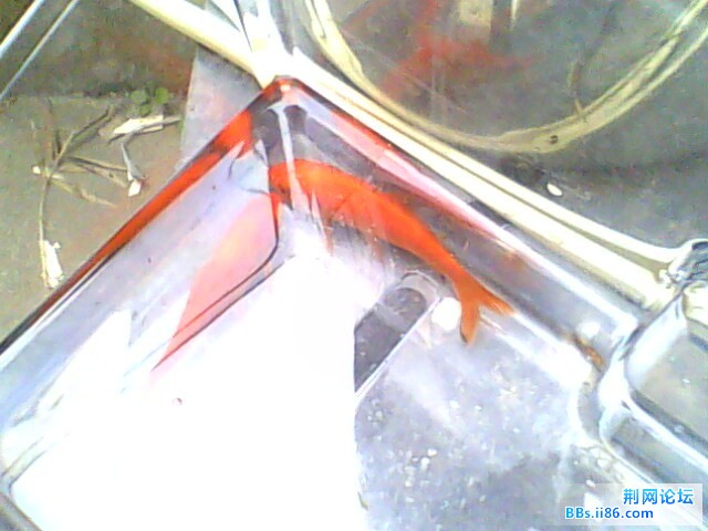 IMG0473A.jpg