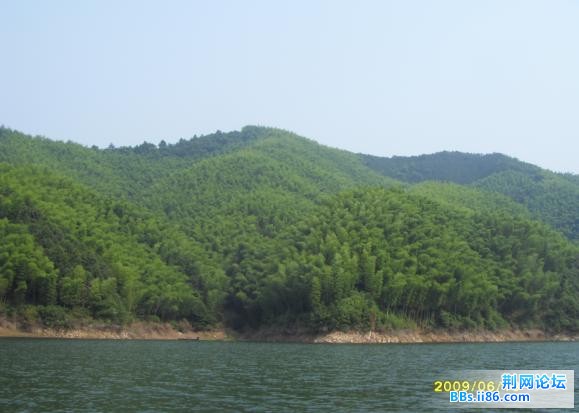 满山的竹子.jpg