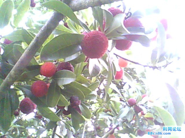 IMG0529A.jpg