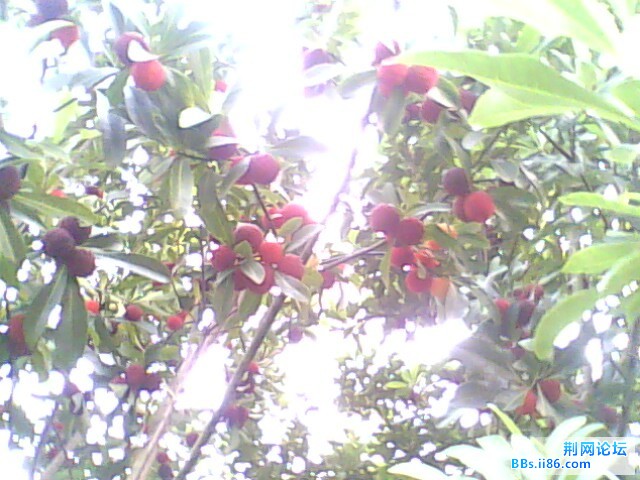 IMG0530A.jpg