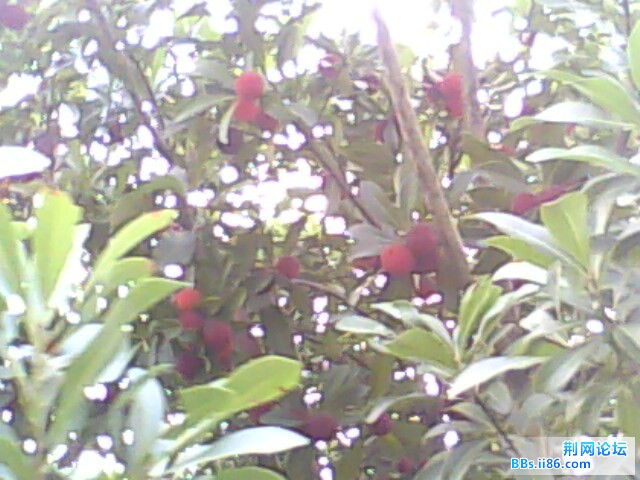 IMG0531A.jpg