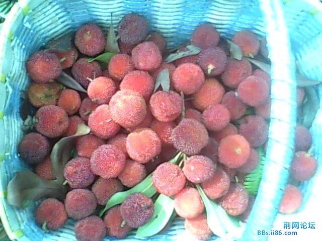 IMG0542A.jpg