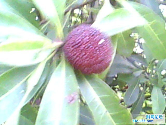 IMG0532A.jpg