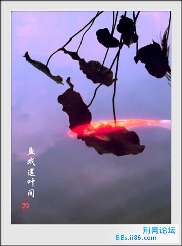 鱼戏莲叶间5.jpg