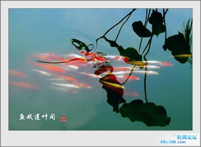 鱼戏莲叶间3.jpg