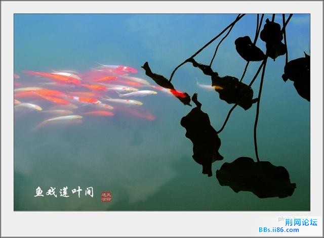 鱼戏莲叶间.jpg
