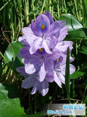 水上花2