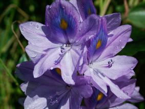 水上花5