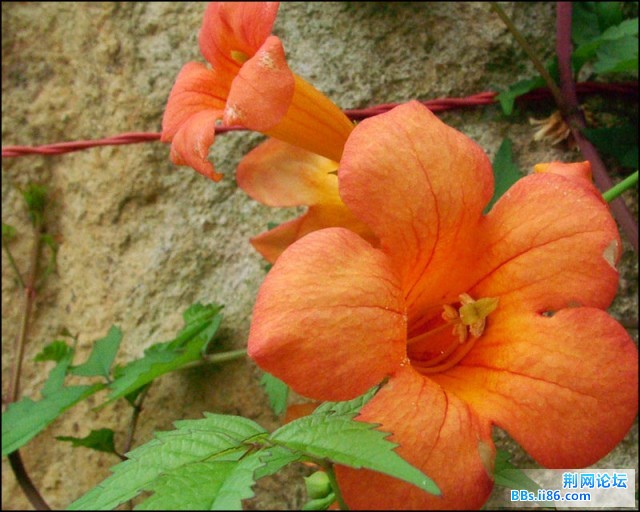 DSCF5771.JPG