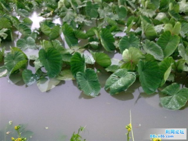 20090809821 (中等).jpg