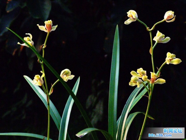 DSCF0750.JPG
