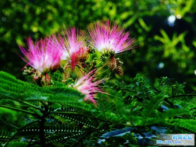 DSCF0781.JPG