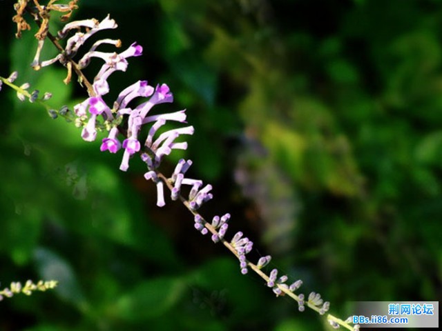 DSCF0825.JPG