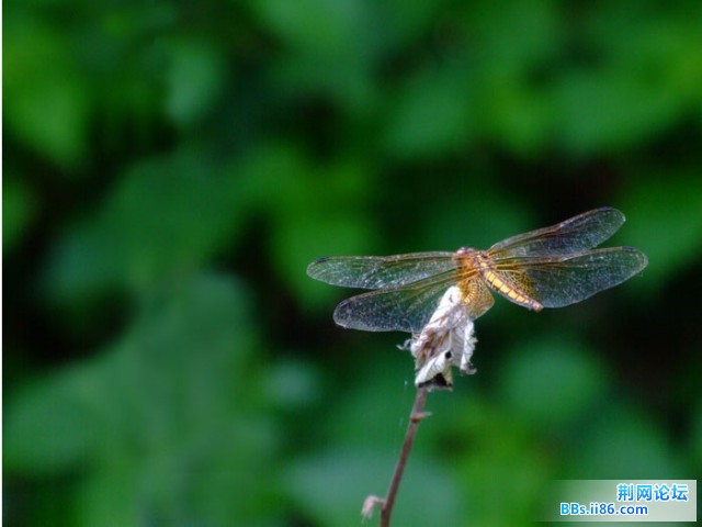 DSCF0838.JPG