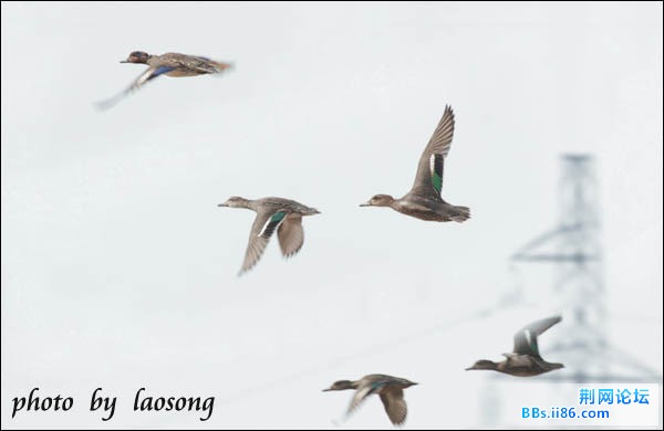 0117－0096 绿翅鸭.jpg