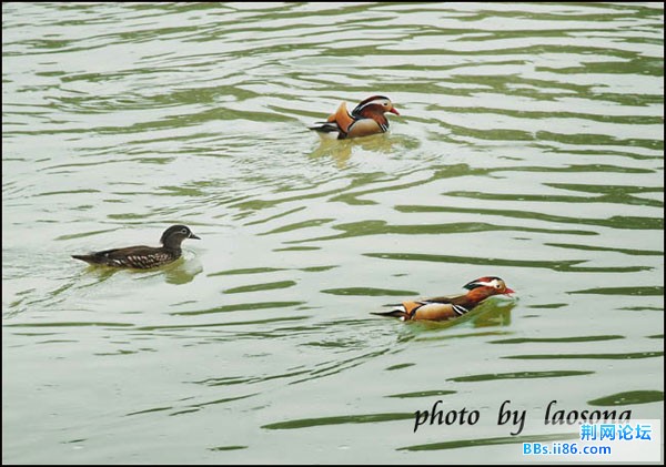 0106－0084 鸳鸯.jpg
