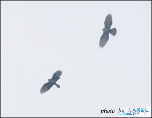 0166－0457　黑冠鹃隼.jpg