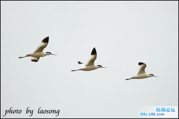 0151－0387 反嘴鹬.jpg