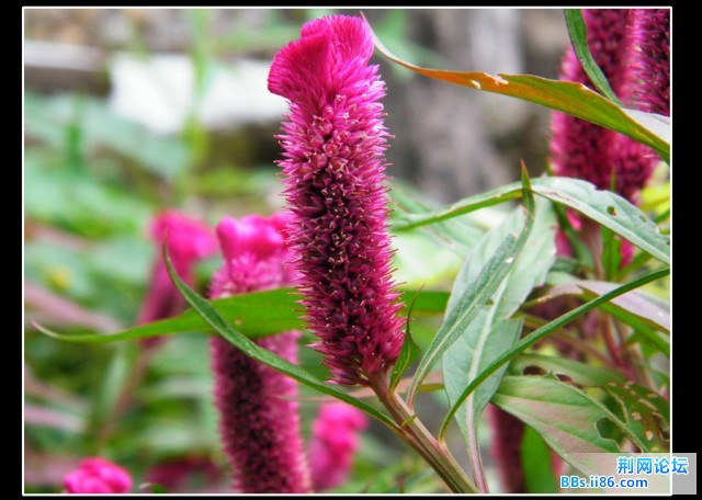 DSCF0399.JPG