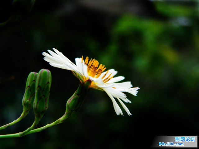 DSCF0345.JPG