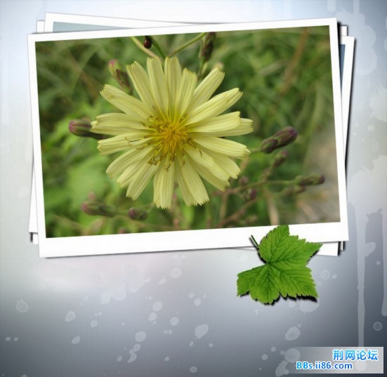 照片 016－花3.jpg