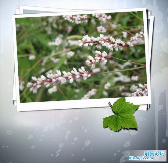 照片 114－花8.jpg