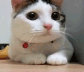 a20.gif