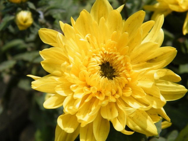 1-DSCF4795.JPG
