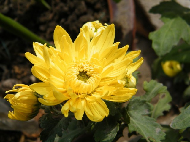 1-DSCF4794.JPG