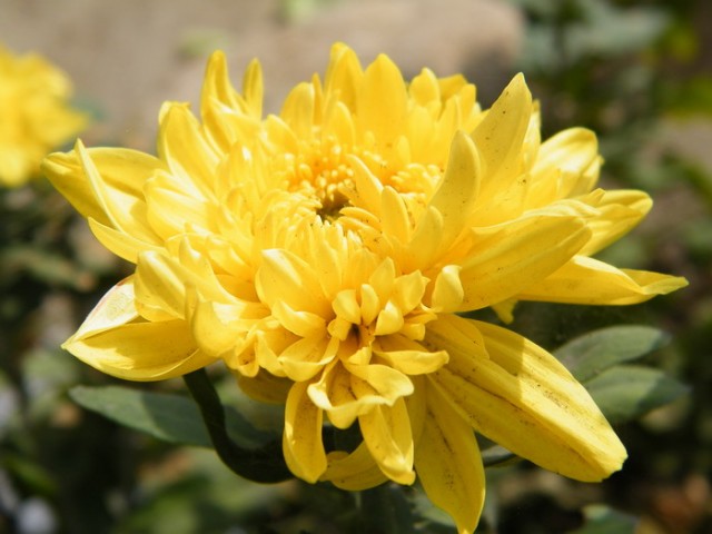 1-DSCF4787.JPG