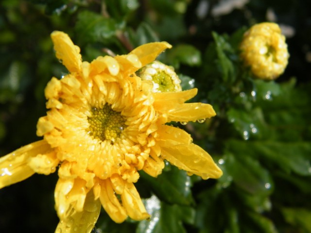 2-DSCF4803.JPG