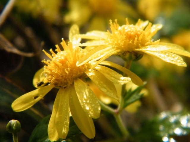野菊花DSCF5246.JPG