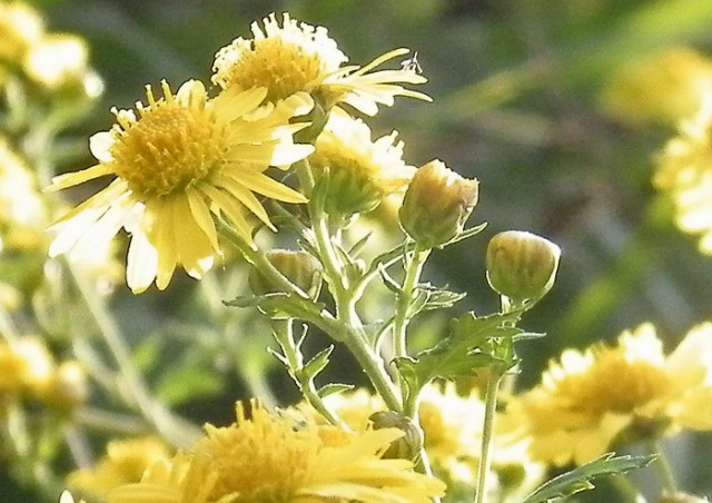 野菊花DSCF5284.JPG