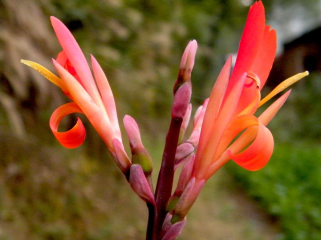 小特写DSCF5428.JPG