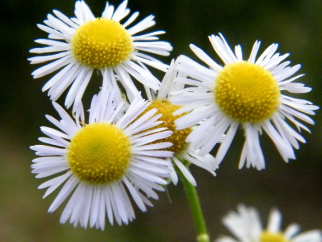 小特写DSCF5413.JPG