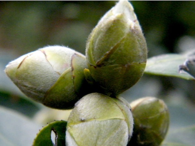 小特写DSCF5395.JPG