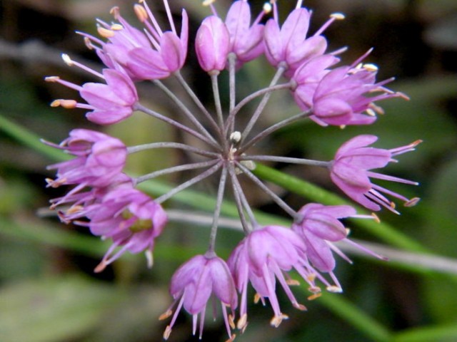 小特写DSCF5493.JPG