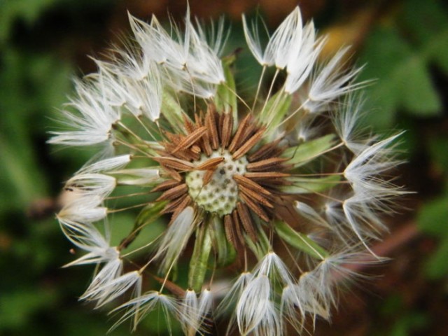 小特写DSCF5407.JPG